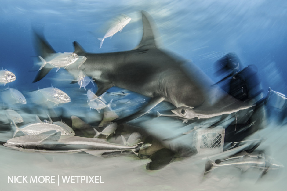 Great Hammerhead Shark with Diver. (Vincent Canabal) Bimini, Bahamas with Epic Diving (Baited) Settings: ISO200 f/20 1/8th sec. Accelerated Panning with Front Curtain Sync. 