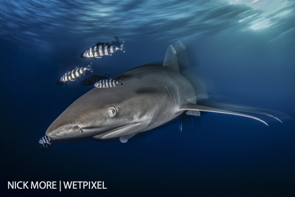 Oceanic Whitetip Shark with attendant Pilot Fish. Big Brother Island, Red Sea, Egypt. Settings: ISO100 f/18 1/8th sec. Accelerated Panning with Front Curtain Sync. 