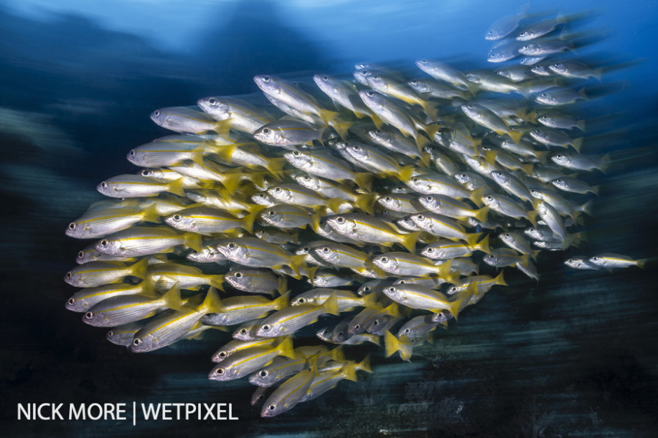 Snapper School.  Birthday Cake, Misool, Raja Ampat, Indonesia. Settings: ISO100 f/18 1/8th sec. Accelerated Panning with Front Curtain Sync. 