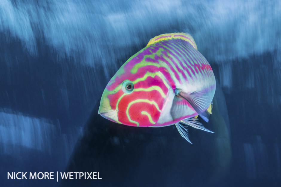 Klunzingers Wrasse, Red Sea, Egypt. Settings: ISO100 f/16 1/8th sec. Accelerated Panning with Front Curtain Sync. 