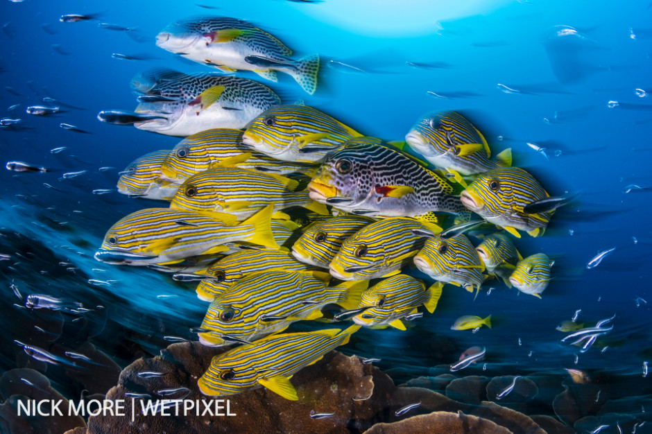 Schooling Yellow-ribbon Sweetlips, (Plectorhinchus polytaenia).  Sauwandarek Jetty, Raja Ampat, West Papua, Indonesia.  Settings: ISO200 f/16 1/8th sec. Accelerated Panning with Front Curtain Sync. Winner: Ocean Art - Wide Angle 2019.