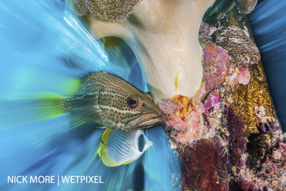 Slender Grouper Zoom Blur Portrait. Sauwandarek Jetty, Raja Ampat, West Papua, Indonesia.  Settings: ISO200 f/20 1/8th sec. Zoom Blur with Front Curtain Sync. 