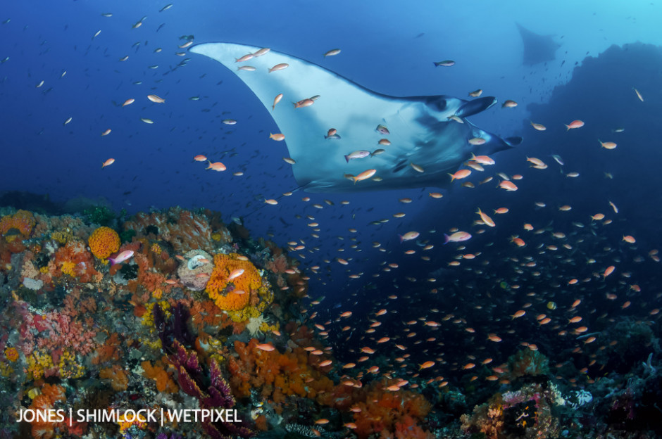 2015: "Manta Alley", Komodo National Park, Indonesia. (*Manta birostris*)