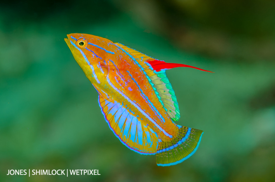 2015: "Flasher Beach", Triton Bay, West Papua, Indonesia. Yelowfin Flasher wrasse (*Paracheeilnus flavianalis*)