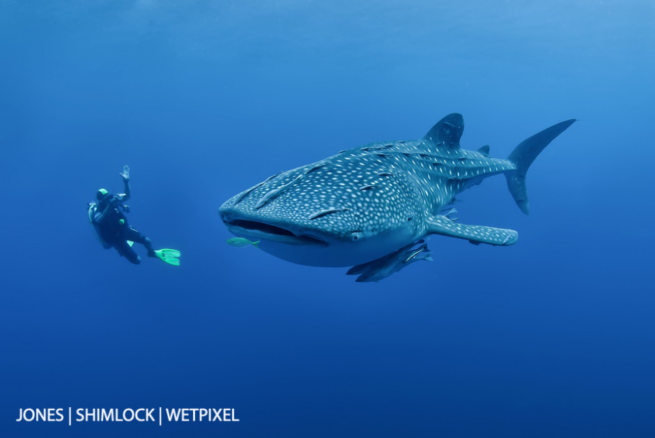 2009: Kwatisore Bay, Cenderawasih National Park, West Papua, Indonesia. Diver tries to get a whale sharks attention.  (*Rhincodon typus*)