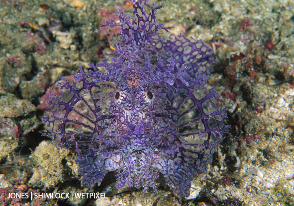 1994 (film): "Cannibal Rock", Komodo National Park, Indonesia (*Rhinopias frondosa*). The first one  found in Komodo.