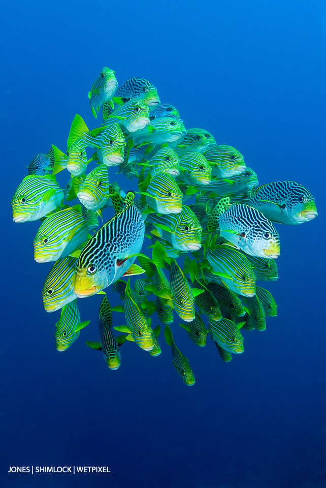 2008: "Castle Rock", Gili Lawa Laut, Komodo National Park, Indonesia. Mixed school - Ribbon Sweetlips (*Plectohinchus polytaenia*) & Diagonal Banded (*P. lineatus*)