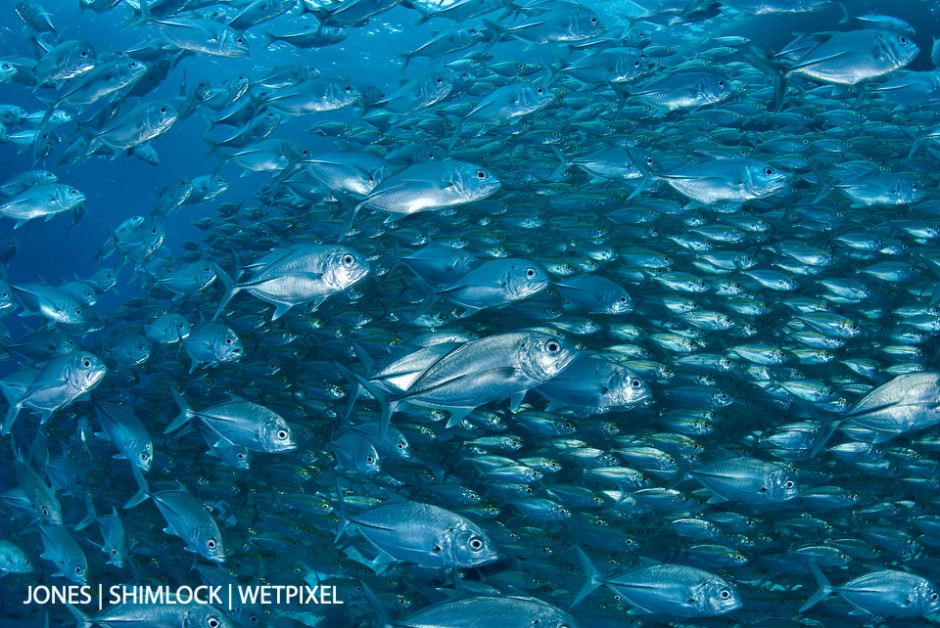 2009: "House Reef" at Misool Eco Resort, Raja Ampat, West Papau, Indonesia. Big-eyes *(Caranx sexfasciatus*), Scads (*Selar boops*)