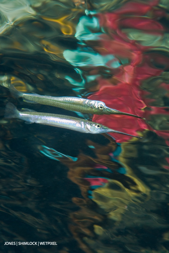 2010: "Blue Water Mangroves", Nampale Island (Misool) Raja Ampat, Indonesia. Spoonfin River Halfbeak (*Zenarchopterus dispar*)