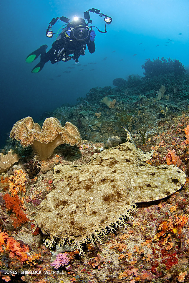 2010: "Citrus Ridge, Raja Ampat, West Papua, Indonesia. Tasselled Wobbegong (*Eucrossorhinus dasypogon*)