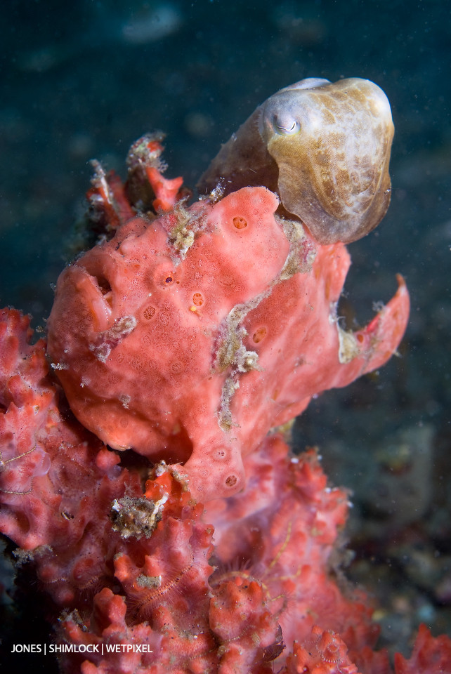 2009: Lembeh Strait, Sulawesi Indonesia. Juvenile Pygmy Cuttlefish (*Sepia latimanus*) sheltering near Painted Frogfish (*Antennarius pictus*)