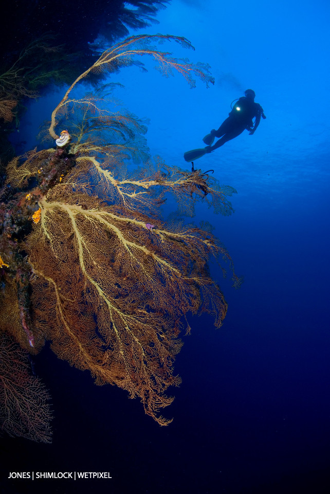 Late 80's (film): Marovo Lagoon, Solomon Islands.  In many areas the reef walls of the Solomon Islands are covered in a profusion of sea fans.