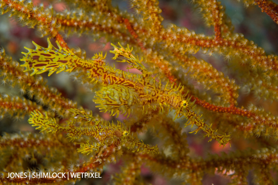 2006: Marovo Lagoon, Solomon Islands, Ornate Ghost Pipefish (*Solenostomus paradoxus*) Mated pair, gravid female (top)