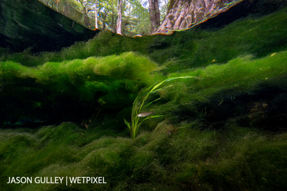 Thick mats of filamentous algae choke the few remaining stands of eelgrass in the run at Peacock Springs. Scientists think pollution and groundwater consumption are fueling algal growth.