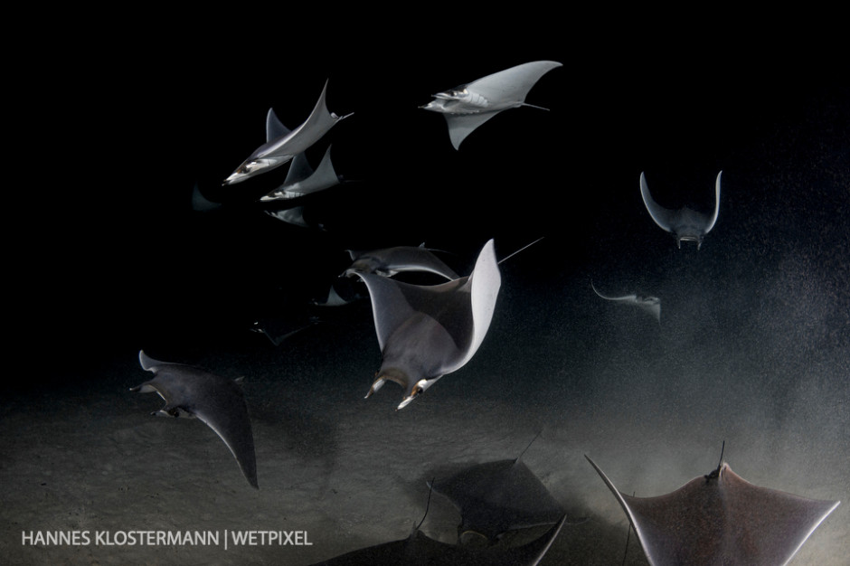 A small school of mobula rays (*Mobula munkiana*) feeding on plankton during a night dive near La Paz.