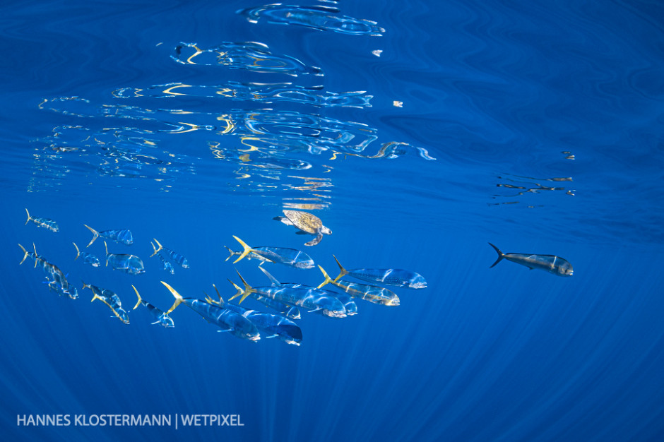 A school of mahi-mahi (*Coryphaena hippurus*) circle an olive ridley sea turtle (*Lepidochelys olivacea*), potentially attracted by the small fish hiding in its shadow.