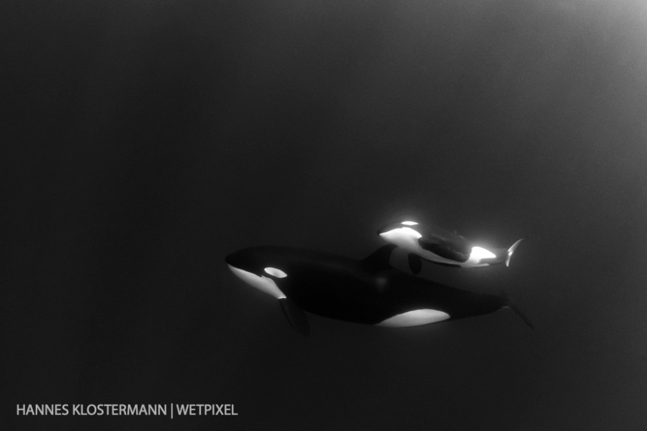 A female orca (*Orcinus orca*) with her calf several miles out on the Pacific ocean.