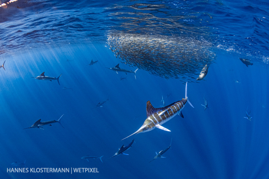 Striped marlin (*Kajikia audax*) and California sea lions (*Zalophus californianus*) hunting mackerel.