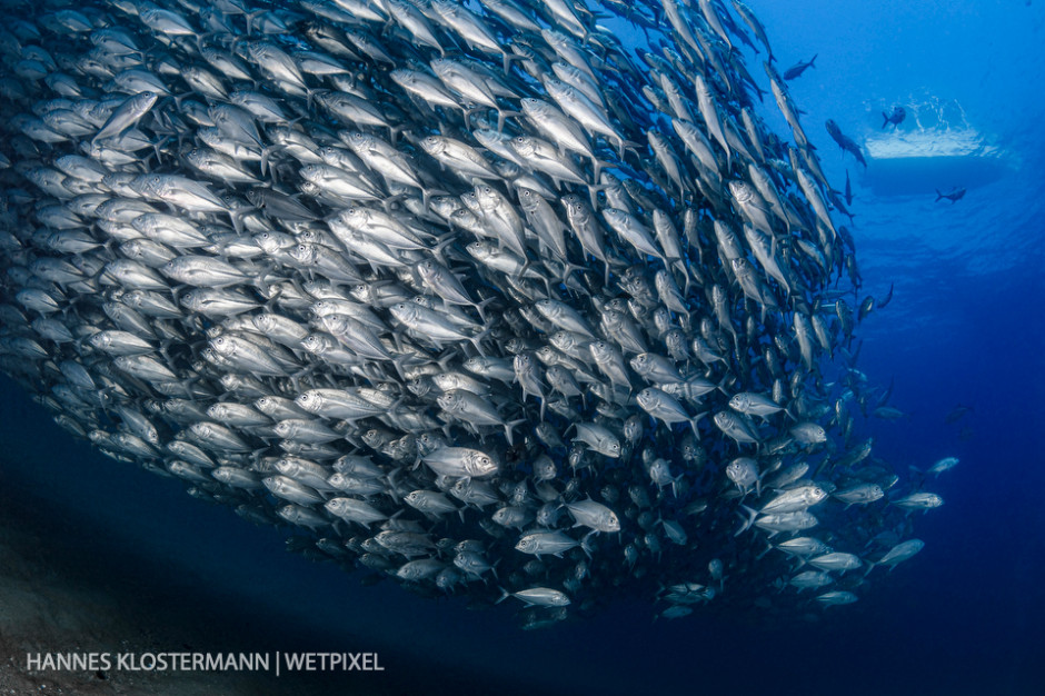 An enormous school of bigeye jacks (*Caranx sexfasciatus*) at Cabo Pulmo National Park.