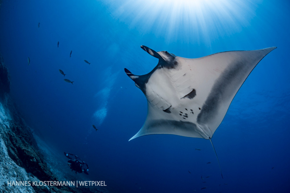 A giant manta (*Mobula birostris*) cruising through the water surrounding a small island near La Paz.