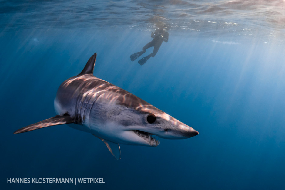 A shortfin mako shark (*Isurus oxyrinchus*) and snorkeler in the afternoon sun.