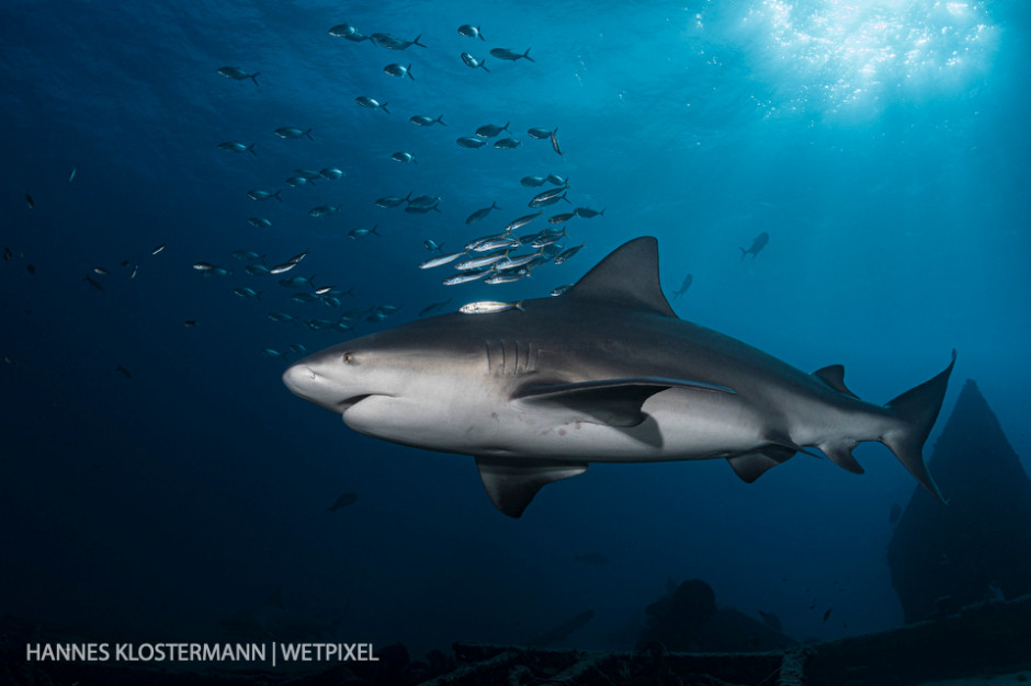 A bull shark (*Carcharhinus leucas*) cruises along a wreck in Cabo Pulmo National Park.