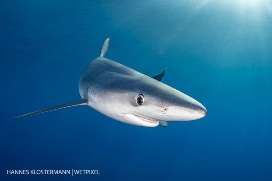 Portrait of a blue shark (*Prionace glauca*).