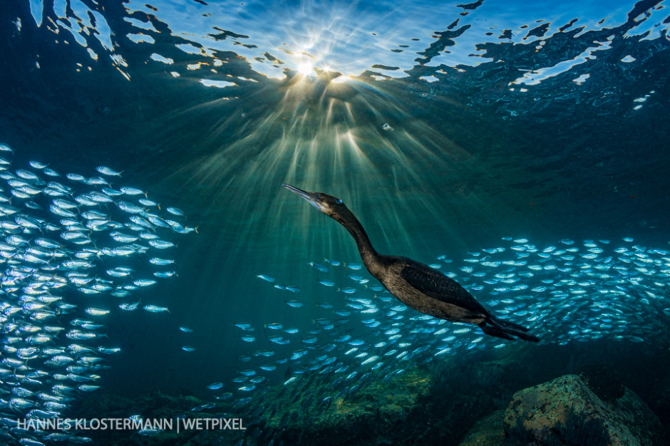 A Brandt's cormorant (*Phalacrocorax penicillatus*) hunting sardine at sunset.