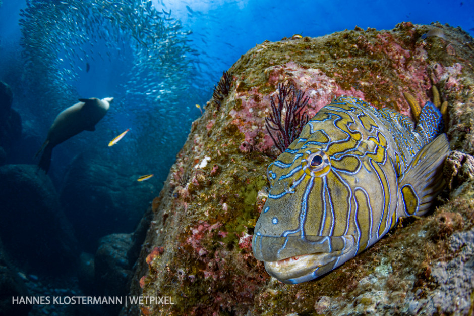 A giant hawkfish (*Cirrhitus rivulatus*) resting on a rock while a sea lion darts through a school of sardines.