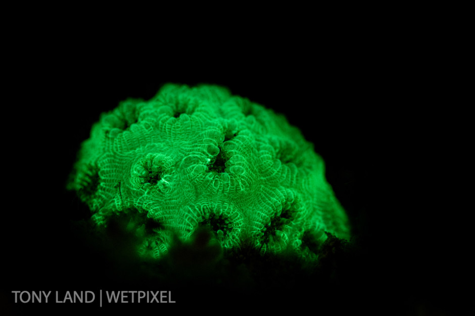 Fluro image of a small great star coral cluster (*Montastraea sp*.), MV Kieth Tibbets, Cayman Brac. 