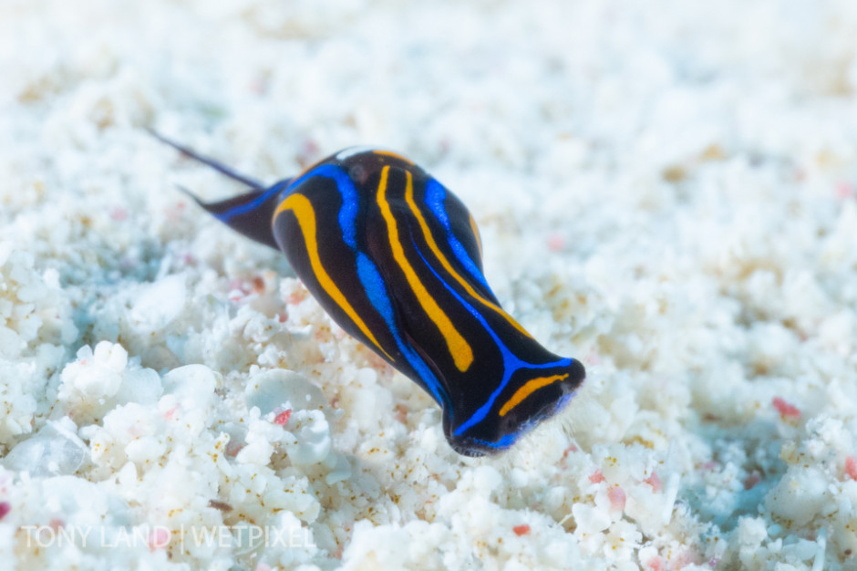 A swallowtail headshield slug (*Chelidonura hirundinina*), off the mini wall on Divetech’s house reef in West Bay, Grand Cayman. 