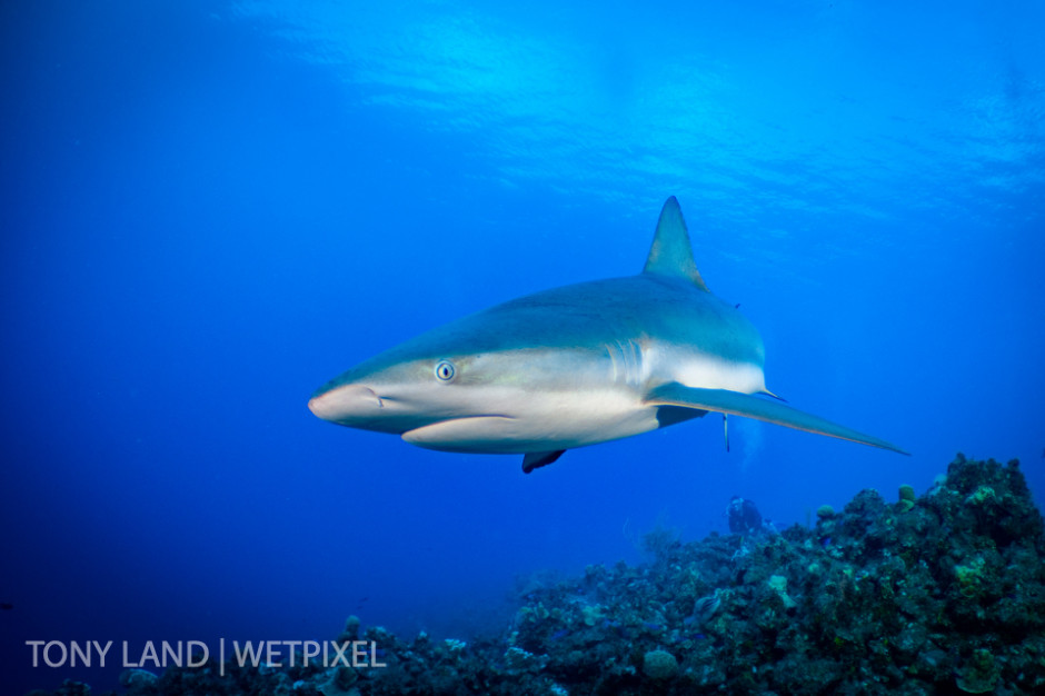 Caribbean reef shark (*Carcharhinus perezi*) swooping past, Little Cayman