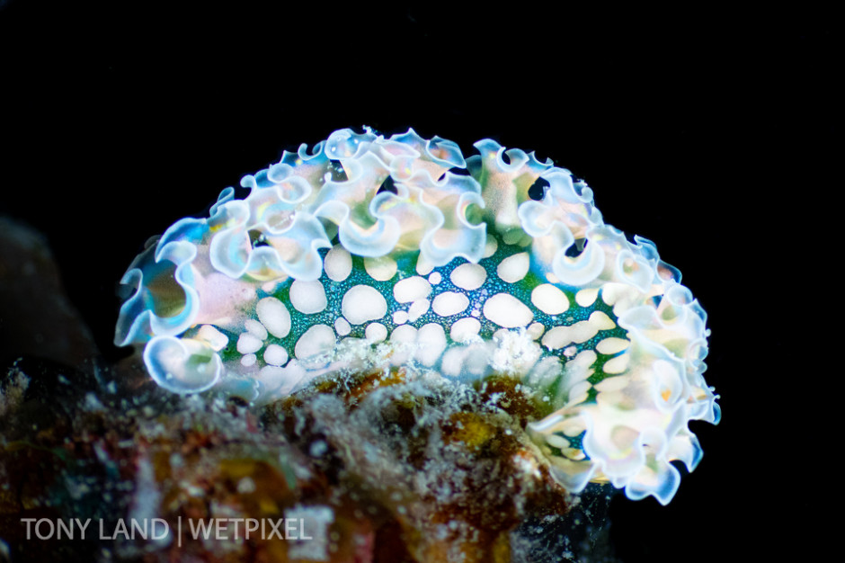 Lettuce leaf sea slug (*Elysia crispata*) taken during a night dive, Bloody Bay Wall, Little Cayman