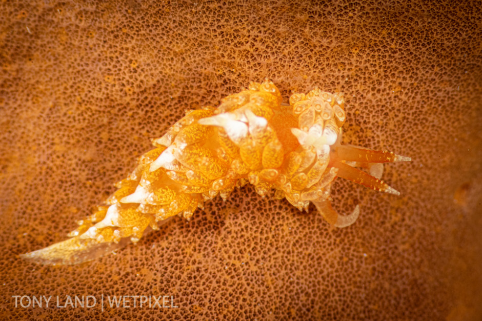 *Flabellina engeli*, taken on a sea sponge at night, off Bloody Bay Wall, Little Cayman. 