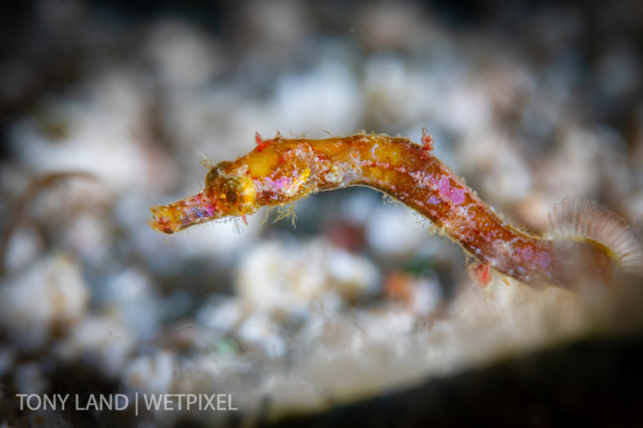 Juvenile Shortfin Pipefish (*Cosmocampus elucens*), off the house reef at Lighthouse Point, Grand Cayman. 