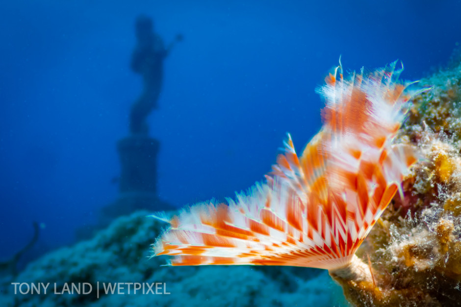 A shy feather duster (*Megalomma sp*.)and the Guardian of the Reef, Divetech house reef in West Bay, Grand Cayman