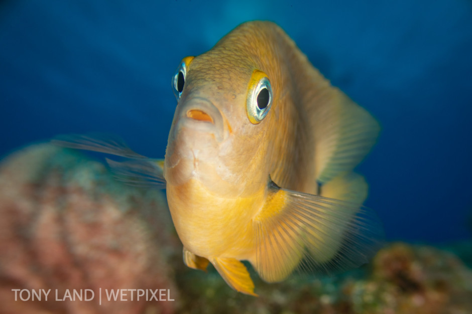 A longfin damselfish (*Stegastes diencaeus*) checks out his reflection in the camera, Princess Penny’s Pinnacle, North Wall, Grand Cayman