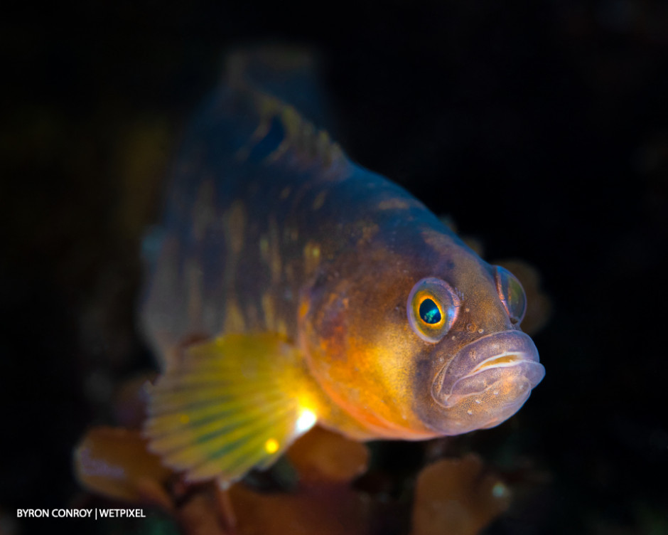 Butterfish (*Pholis gunnellus*)