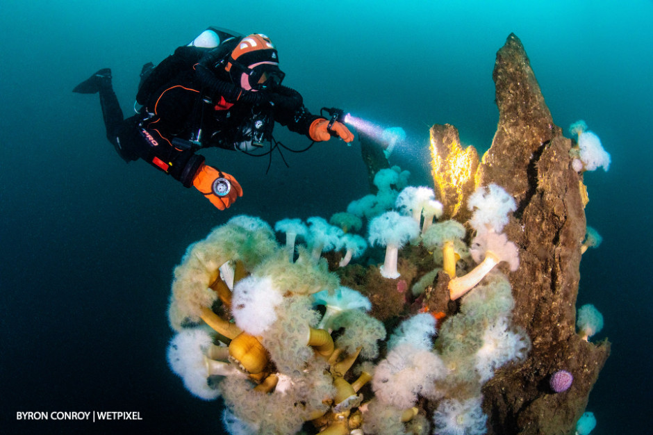 Soft corals in the cool Icelandic waters