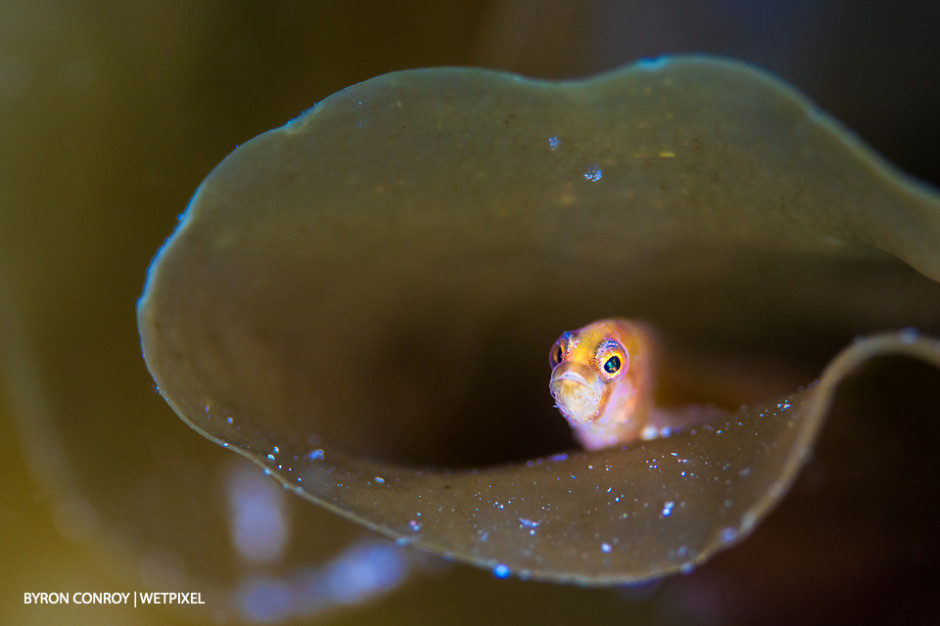 Two-spotted goby (*Gobiusculus flavescens*) in kelp.