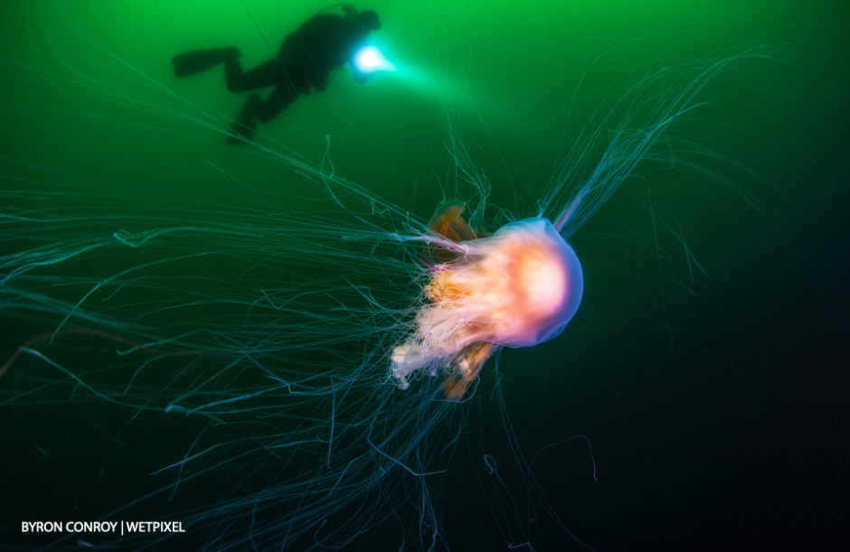 Lion's mane jellyfish (*Cyanea capillata*).