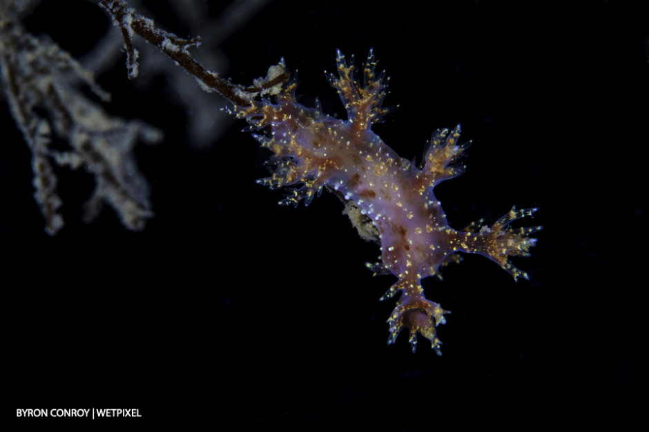 *Dendronotus frondosus* nudibranch.