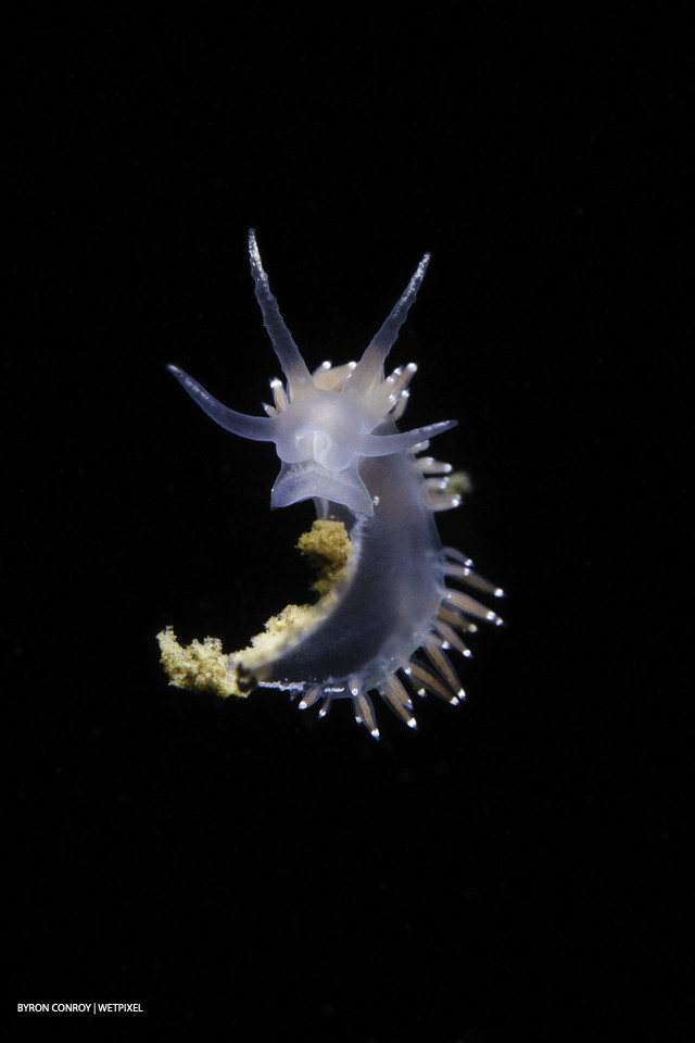 *Facelina sp.* nudibranch