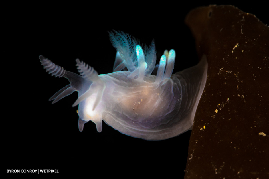 *Facelina sp.* nudibranch