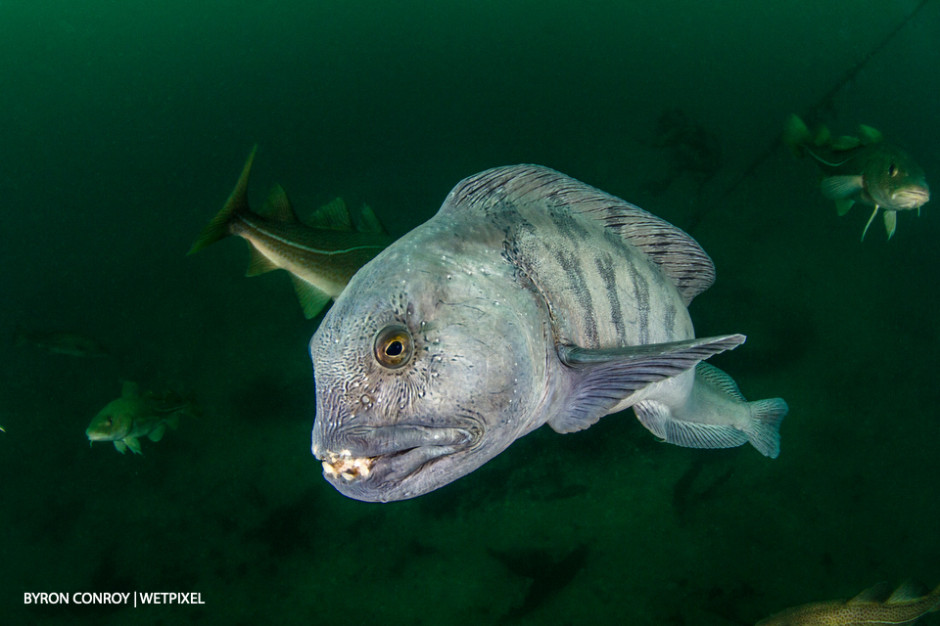 Wolf eel (*Anarrhichthys ocellatus*).