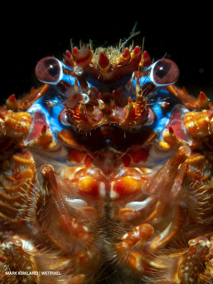 Short clawed squat lobster (*Galathea sp*.). Loch Fyne, Scotland.