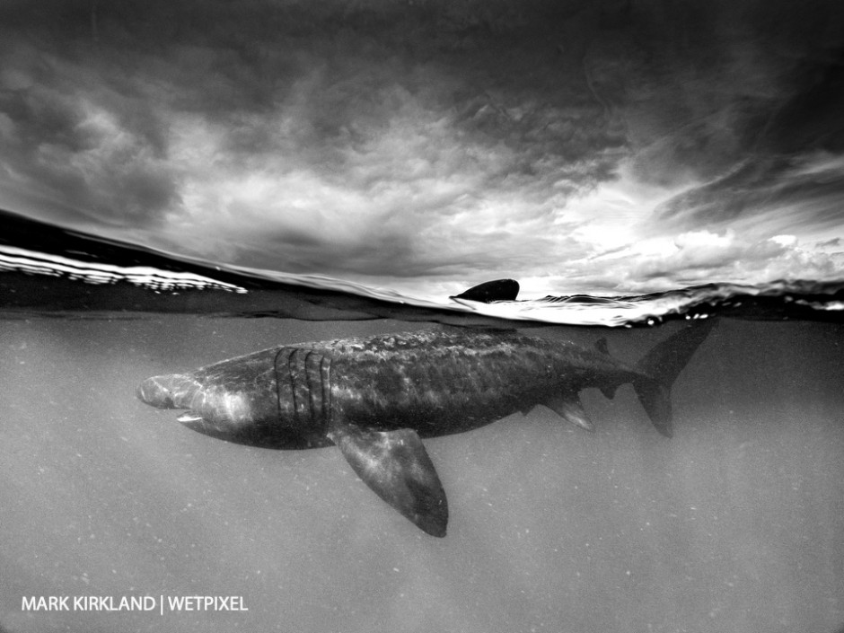 Basking shark (*Cetorinus maximus*). Isle of Coll, Scotland.