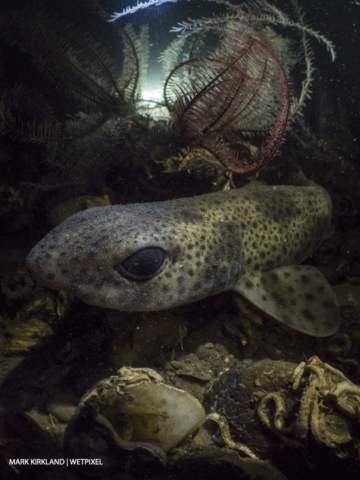 Small spotted catshark (*Scyliorhinus canicula*). Loch Fyne, Scotland.