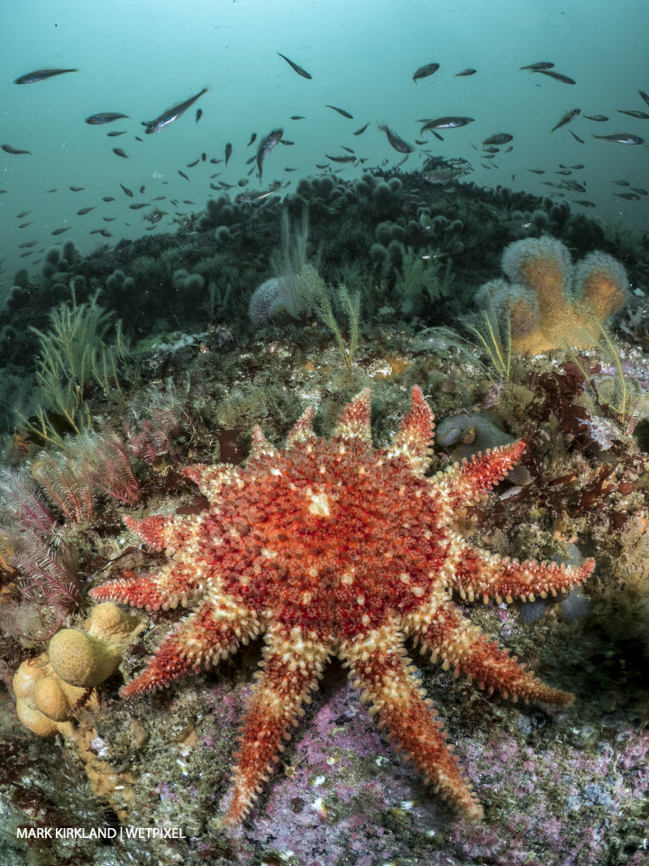 Common sunstar (*Crossaster papposus*). Strathay Point, Scotland.