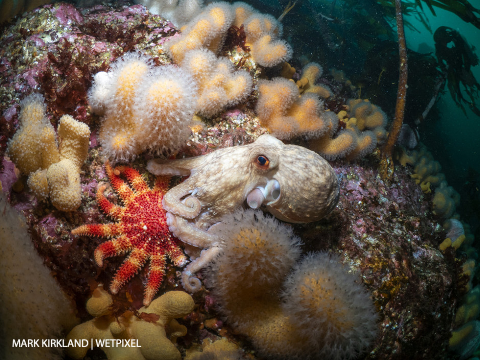 Curled octopus (*Eledone cirrhosa*). Sutherland, Scotland.